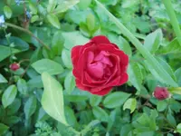 CIMG5480.webp