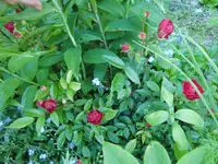 CIMG5479.webp