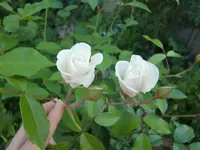 CIMG5484.webp