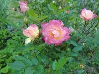 CIMG5530.webp