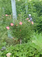 CIMG5523.webp