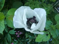 CIMG5491.webp