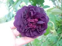 CIMG5461.webp