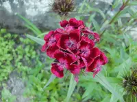 CIMG5464.webp