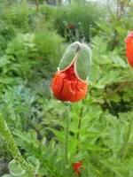 CIMG5476.webp