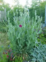 CIMG5524.webp