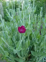 CIMG5525.webp