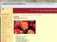 rose-rumba-1960.webp