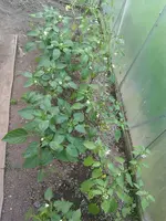 IMAG1092.webp