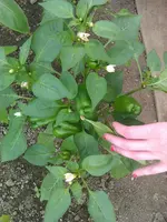 IMAG1080.webp