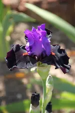 Iris romantic evening.webp