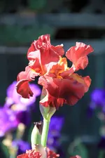 iris rip city.webp