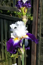 Iris noctambule2.webp