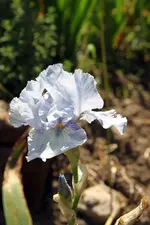Iris gnu blues.webp