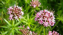 DSCN4830.webp