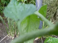 SAM_0893.webp