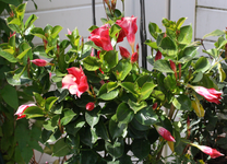 kuebelpflanze.webp