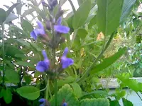 Salbeiblüte Juni 13.webp