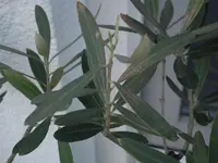 DSCF2052.webp