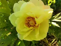 CIMG3459.webp