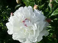 CIMG3461.webp