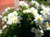 SAM_1222.webp