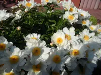 SAM_1223.webp