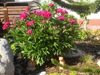SAM_1225.webp