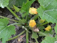 DSC_5294_Zucchini_Blute_mit_Wanze.webp