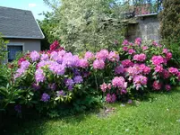 Blühende Hecke Westflanke.webp