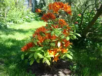 Die Flamme lodert.webp