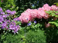 Farbspiel in Blau und Rosa.webp