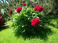 Frühe duftende Pfingstrose.webp