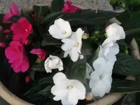 021.webp