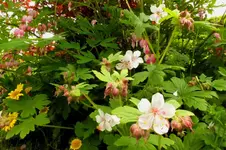 2013_0603Frühling0019 geranium.webp