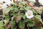 erodium reichardii alba.jpg