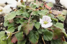 erodium reichardii alba.webp