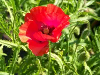 013.webp