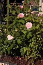 Rosenstrauch 130608.webp