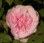 erste Rosenbluete.webp