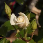 Kletterrose.webp