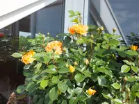 DSCF4674.webp