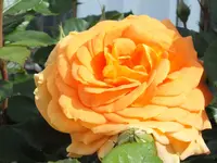 DSCF4677.webp