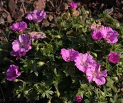 Storchschnabel Vorgarten.webp