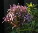 Allium 130608.jpg