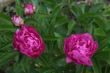 kleine Pfingstrose.webp