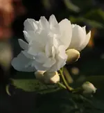 Jasminbluete.webp