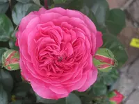 rose2.webp