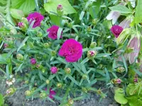 CIMG5593.webp