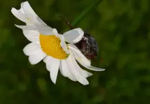 Versteckspiel1.webp